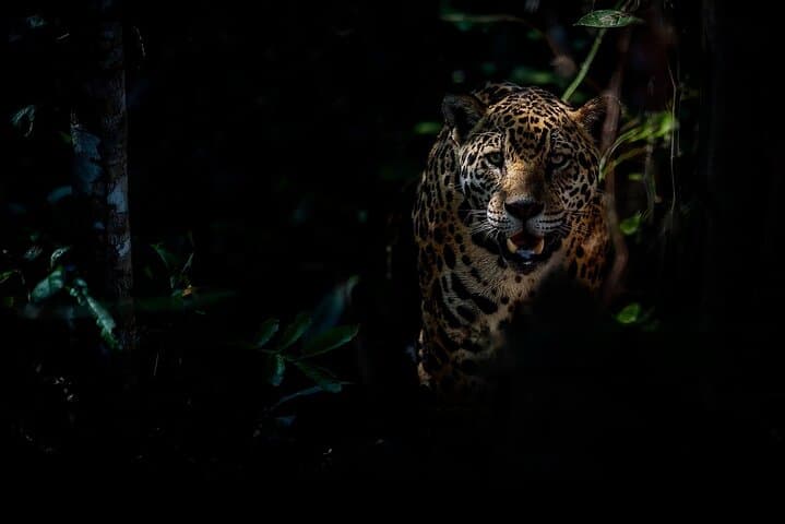 Night Hike Cockscomb Basin Jaguar Preserve — Belize After-Dark Wildlife Walk photo 3