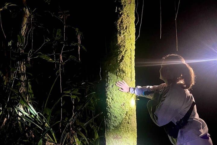 Night Hike Cockscomb Basin Jaguar Preserve — Belize After-Dark Wildlife Walk photo 5