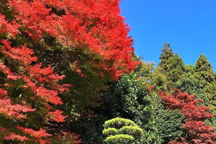 Kyoto Satoyama E-Bike Tour: Sonobe Cycling, Soba & Shrine Visits photo 1