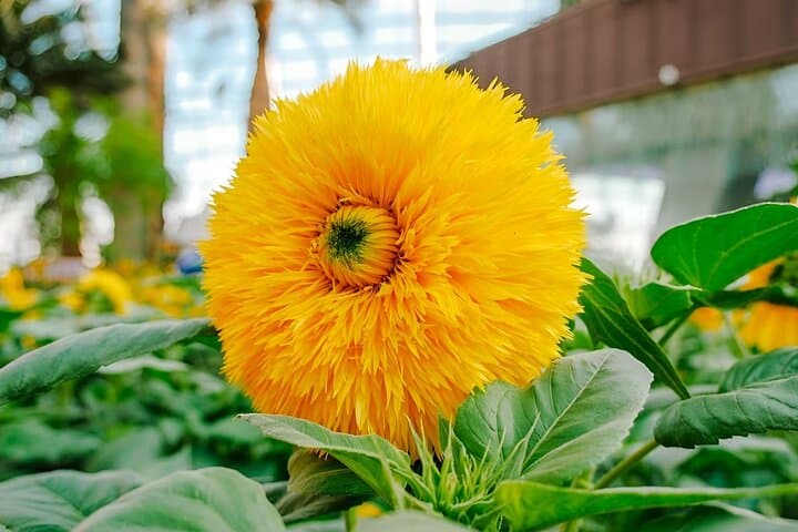 Inside Singapore Gardens by the Bay: Cloud Forest, Flower Dome & Floral Fantasy photo 4