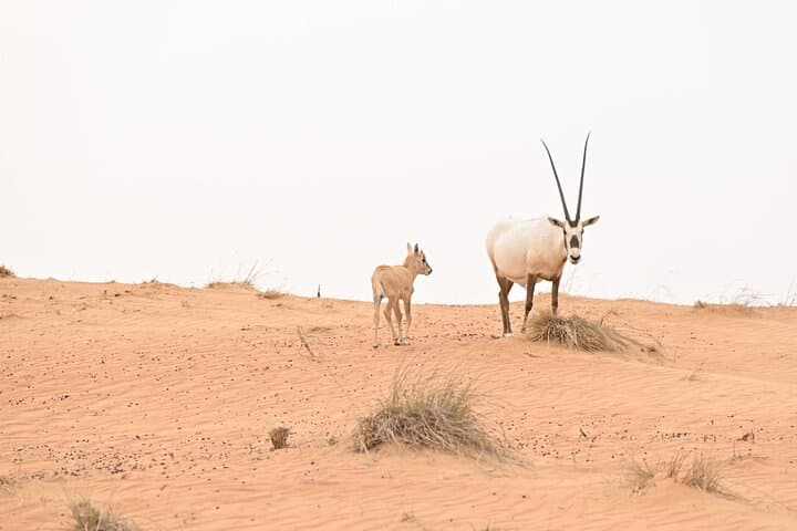 Dubai Overnight Desert Safari with Hot Air Balloon and Luxury Cabana photo 4
