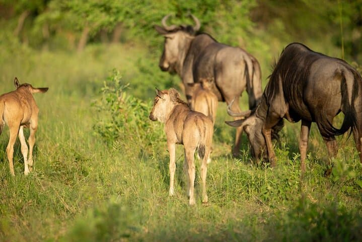 Ndutu Calving Season Safari: 6-Day Private Serengeti Migration Experience