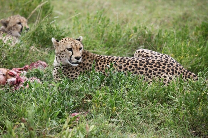 Ndutu Calving Season Safari: 6-Day Private Serengeti Migration Experience photo 4