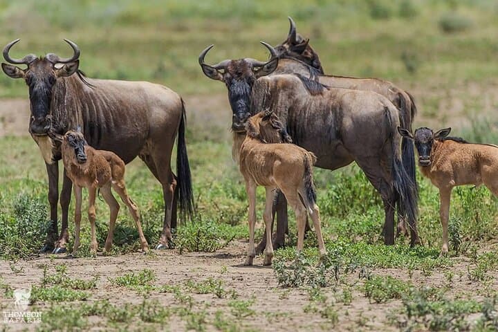 Ndutu Calving Season Safari: 6-Day Private Serengeti Migration Experience photo 2