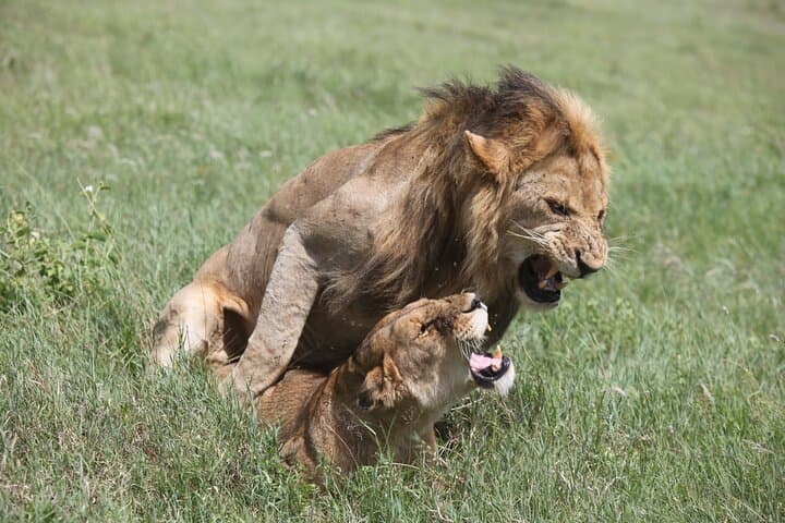 Ndutu Calving Season Safari: 6-Day Private Serengeti Migration Experience photo 3