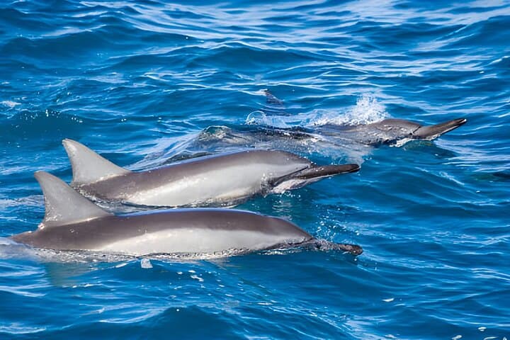 Dolphin House Marsa Alam: Full-Day Snorkel Cruise to Wild Dolphins and Coral Reefs photo 2