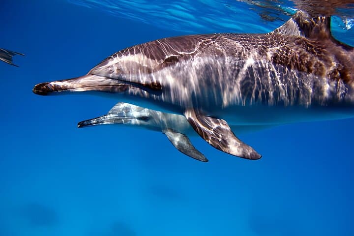 Dolphin House Marsa Alam: Full-Day Snorkel Cruise to Wild Dolphins and Coral Reefs photo 3