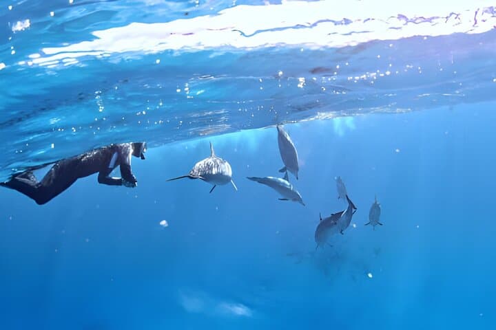 Dolphin House Marsa Alam: Full-Day Snorkel Cruise to Wild Dolphins and Coral Reefs photo 4