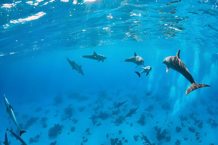 Dolphin House Marsa Alam: Full-Day Snorkel Cruise to Wild Dolphins and Coral Reefs photo 5
