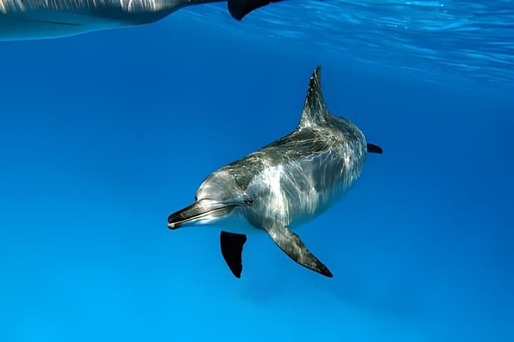 Dolphin House Marsa Alam: Full-Day Snorkel Cruise to Wild Dolphins and Coral Reefs photo 6