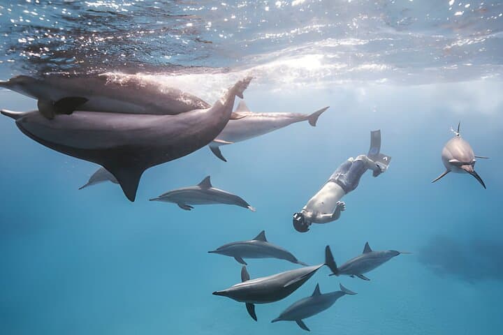 Dolphin House Marsa Alam: Full-Day Snorkel Cruise to Wild Dolphins and Coral Reefs