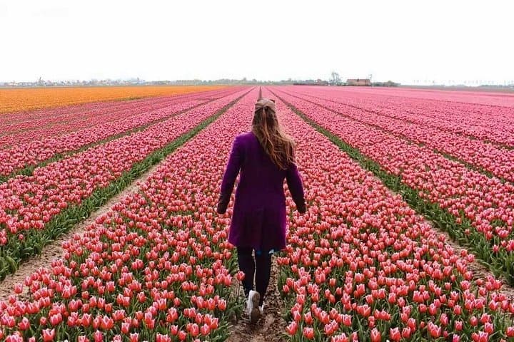 Amsterdam Private Tour to Keukenhof, Tulip Fields and Zaanse Schans Windmills photo 1