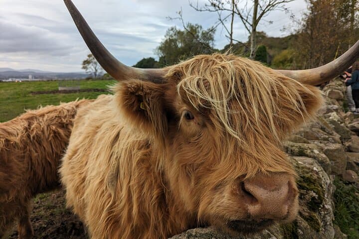 Highlands & Waterfalls Private Day Tour from Edinburgh — Loch Lomond, Falls & Castles