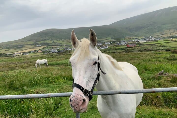 Connemara & Kylemore Abbey Private Day Tour from Galway photo 4