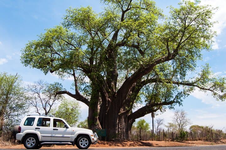 Victoria Falls Guided Tour: Zimbabwe to Zambia Rainforest, Bridge & Zambezi Views photo 6