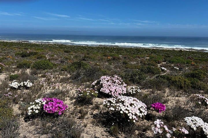 7-Day West Coast 4x4 Wildflower Self-Drive Lodge Tour (Namaqualand)