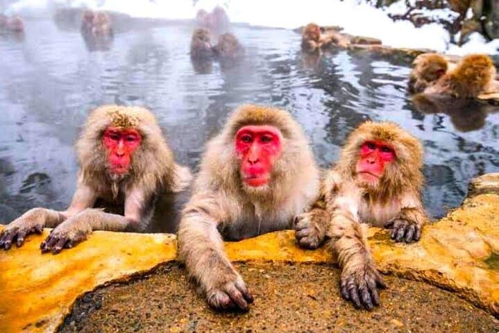 Nagano Private Full-Day Tour: Snow Monkeys, Zenkoji & Shibu Onsen photo 1
