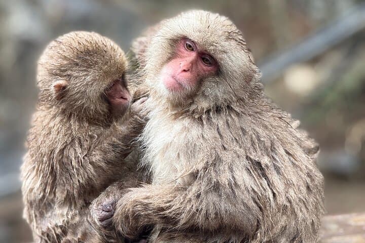 Nagano Private Full-Day Tour: Snow Monkeys, Zenkoji & Shibu Onsen photo 3