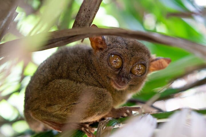 Chocolate Hills Tour: Tarsier Encounter and Loboc River Cruise in Bohol photo 3