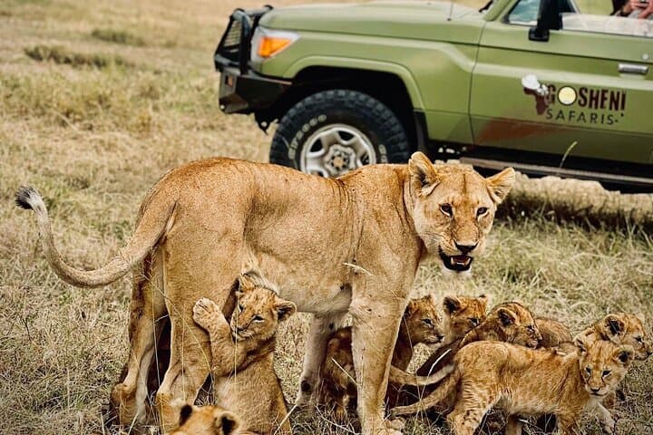 6-Day Majestic Tanzania Safari — Tarangire, Ngorongoro & Serengeti (All-Inclusive) photo 2