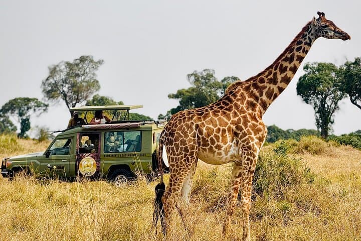 6-Day Majestic Tanzania Safari — Tarangire, Ngorongoro & Serengeti (All-Inclusive) photo 3