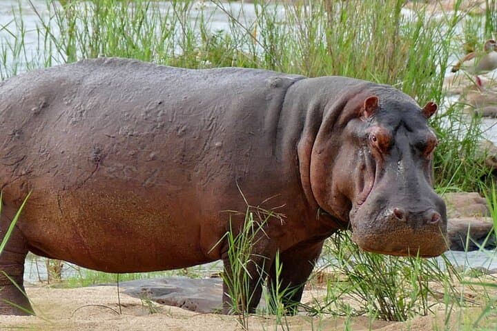 Half-Day Safari: Tala Game Reserve & Natal Park Wildlife Tour from Durban photo 4