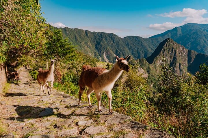 Machu Picchu Full-Day Tour from Cusco — Complete Visitor Guide photo 5