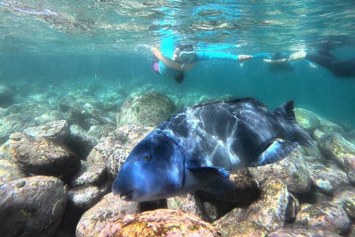 Private One-on-One Snorkel at Shelly Beach, Manly photo 4