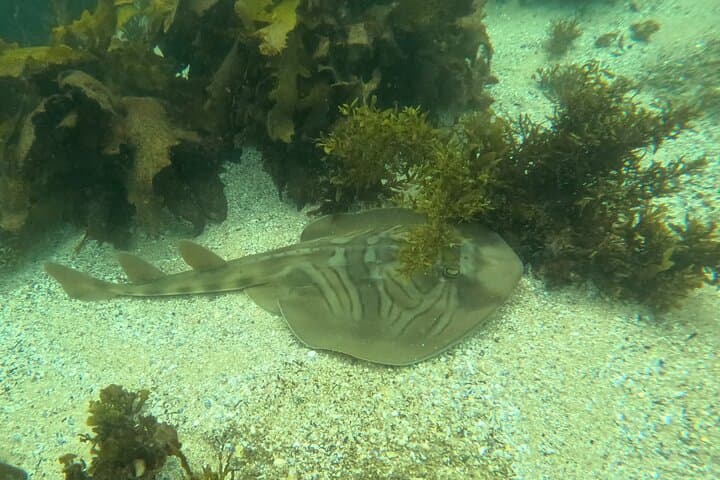 Private One-on-One Snorkel at Shelly Beach, Manly photo 5