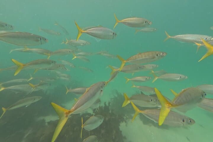Private One-on-One Snorkel at Shelly Beach, Manly photo 6