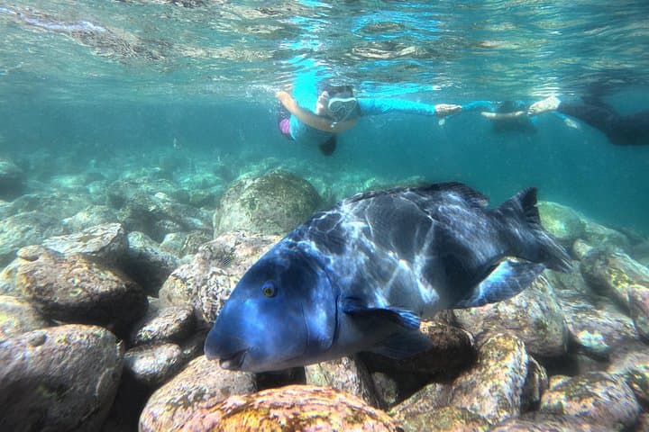 Shelly Beach Snorkel Tour — Open-Group Marine Life Experience in Sydney photo 4
