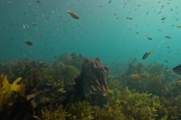 Shelly Beach Snorkel Tour — Open-Group Marine Life Experience in Sydney photo 5