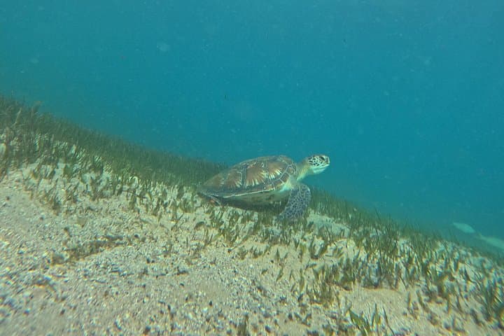 Shelly Beach Snorkel Tour — Open-Group Marine Life Experience in Sydney photo 6