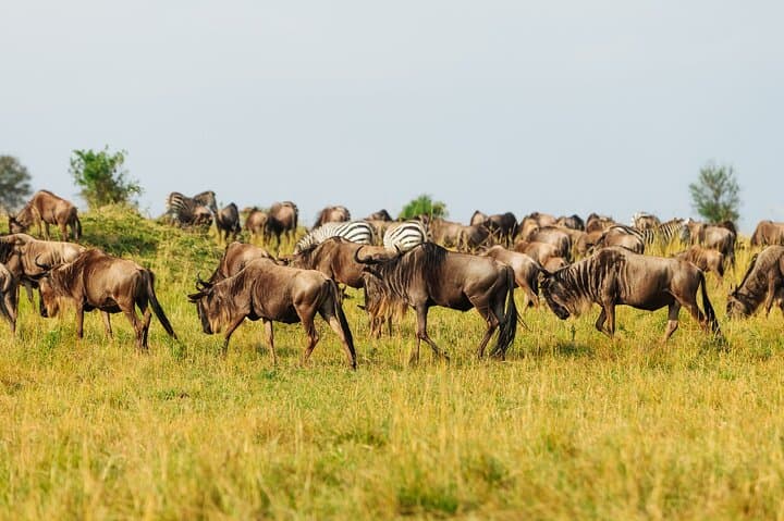 Epic Tanzania Migration Safari: 10-Day River Crossing Itinerary photo 5