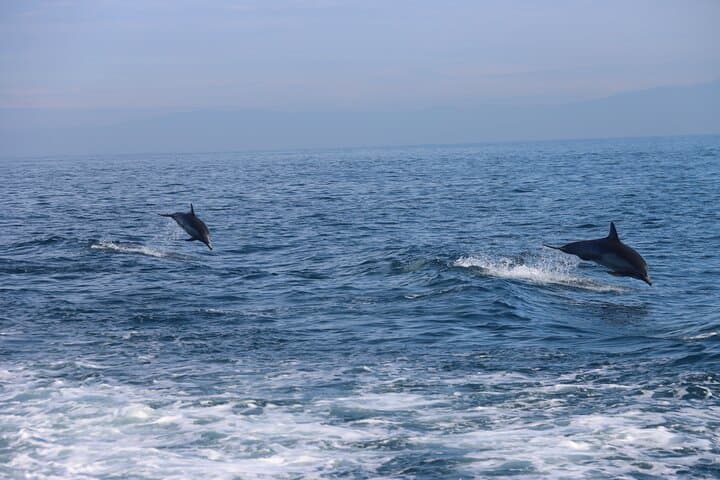 Catalina Island Dolphin and Sea Lion Tour from Avalon photo 5