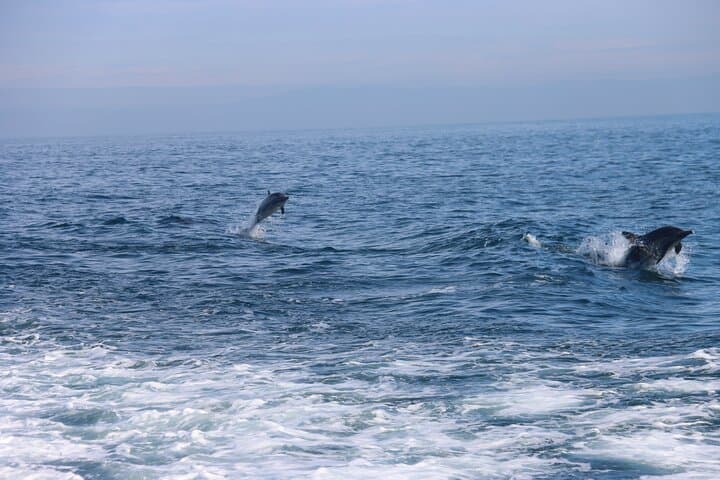 Catalina Island Dolphin and Sea Lion Tour from Avalon photo 6