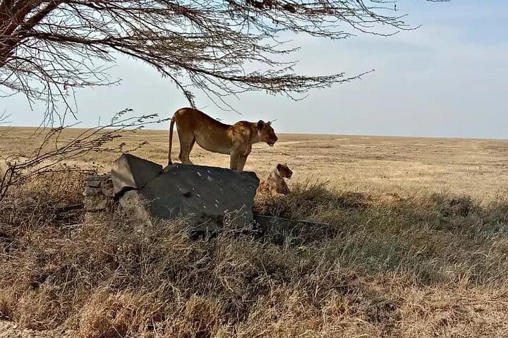Ngorongoro Crater Day Trip — Into the Garden of Eden photo 4