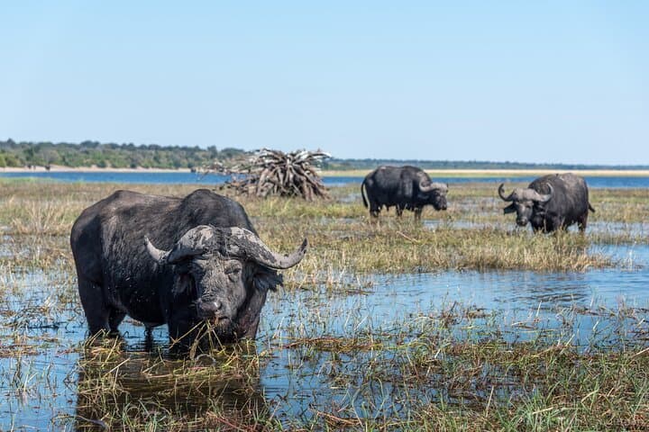 Full-Day Chobe River Cruise and Game Drive from Livingstone or Kasane