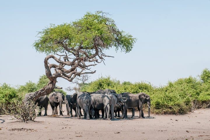 Full-Day Chobe River Cruise and Game Drive from Livingstone or Kasane photo 2