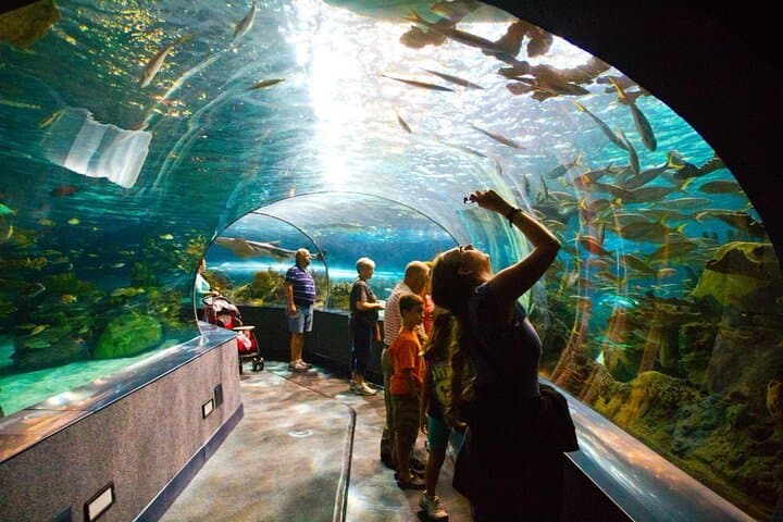 Inside Dubai Aquarium: Tunnel Walks, Penguins & Behind-the-Scenes Access photo 3