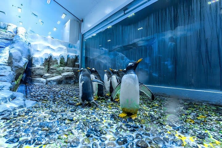 Inside Dubai Aquarium: Tunnel Walks, Penguins & Behind-the-Scenes Access photo 5