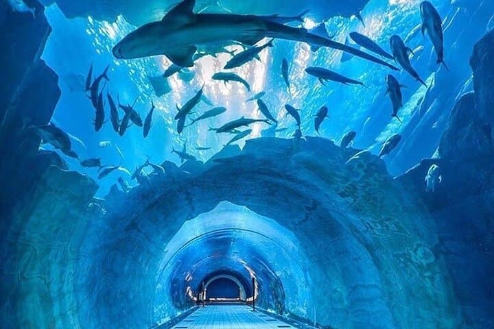 Inside Dubai Aquarium: Tunnel Walks, Penguins & Behind-the-Scenes Access photo 6