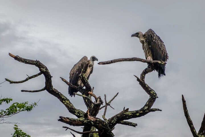 Full-Day Chobe River Cruise and Game Drive from Livingstone or Kasane photo 5