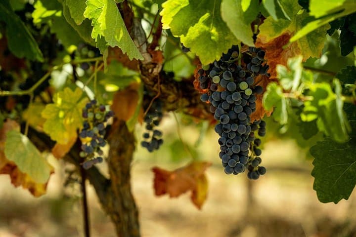 Kefalonia Taste Trail: Half-Day Honey, Olive Oil & Robola Winery Tour photo 3
