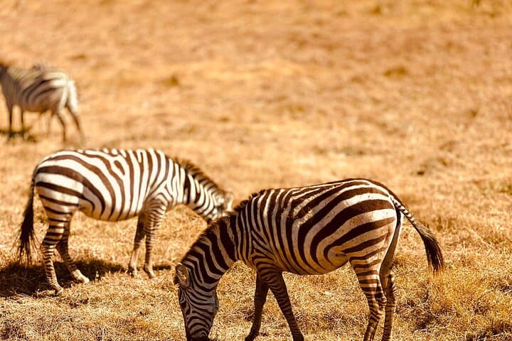 7-Day Tanzania Safari: Tarangire, Ngorongoro & Cultural Encounters photo 2