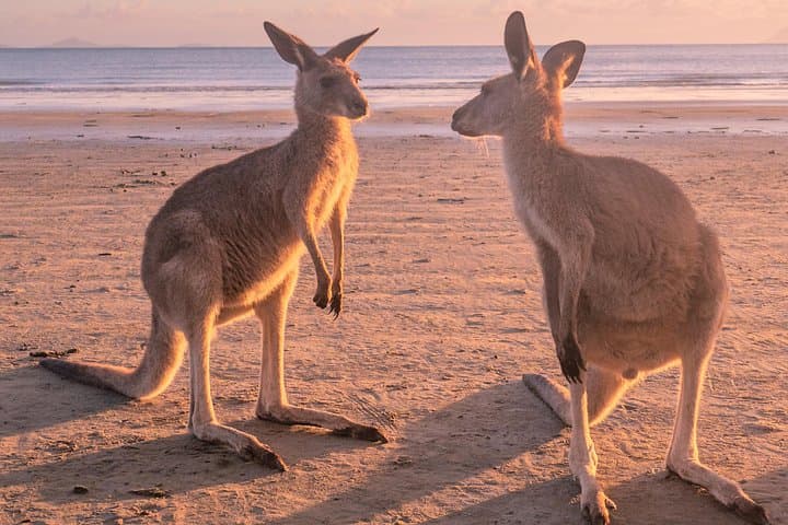 Sunrise at Cape Hillsborough: Kangaroos on the Beach and Coastal Bushwalk photo 4