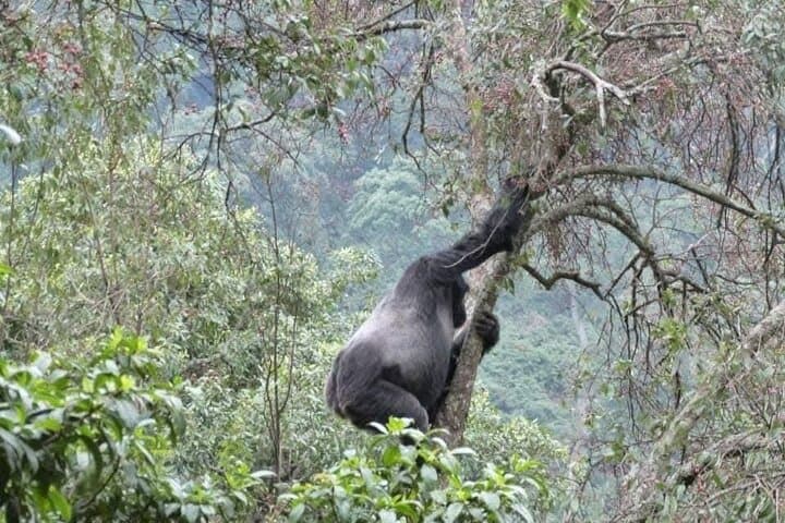 8-Day Uganda Gorilla & Chimpanzee Trekking Safari with Lake Bunyonyi