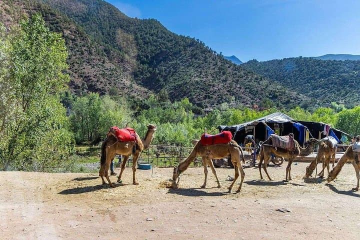 Ourika Valley Day Trip from Marrakech: Waterfalls, Berber Villages & Argan Co-ops photo 1