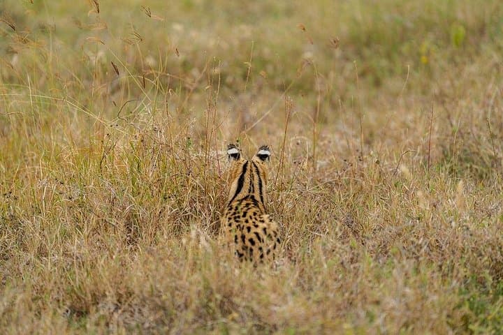 5-Day Northern Circuit Safari: Tarangire, Serengeti & Ngorongoro photo 2