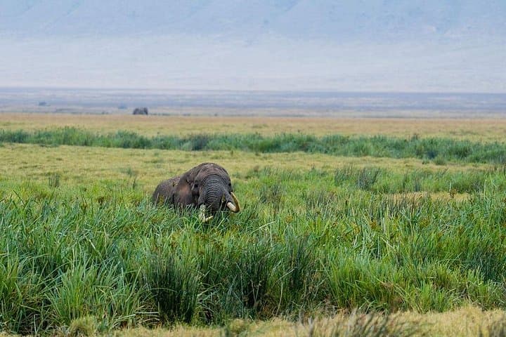 5-Day Northern Circuit Safari: Tarangire, Serengeti & Ngorongoro photo 3